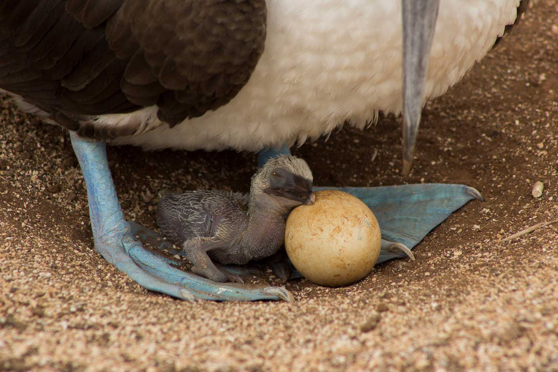 booby chick