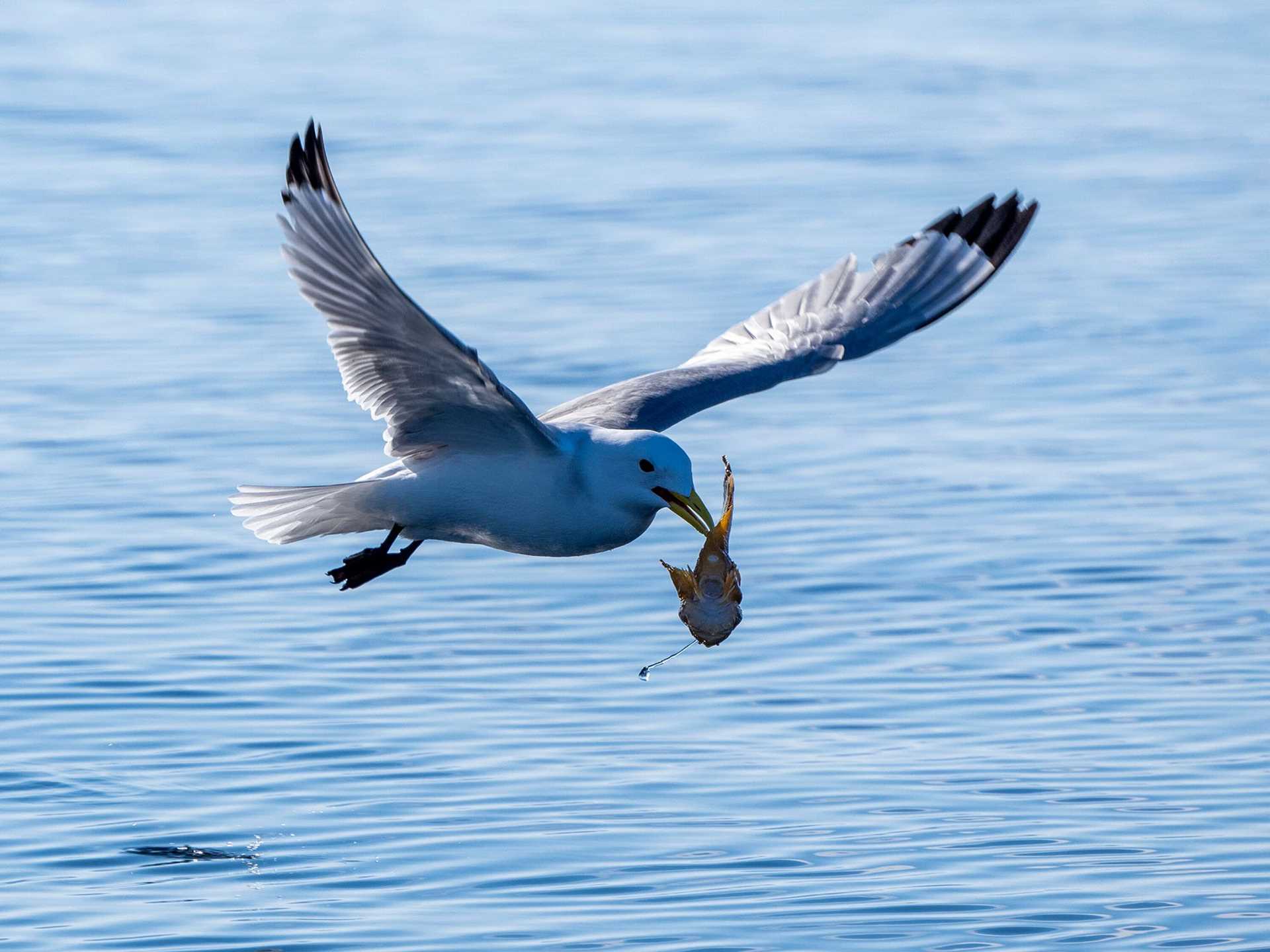 kittiwake in flight