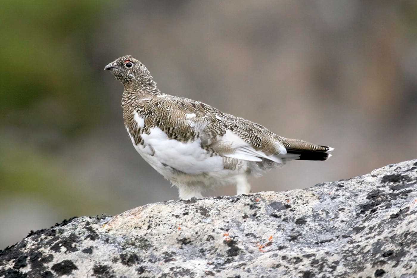 Ptarmigan_iStock-98459395.jpg